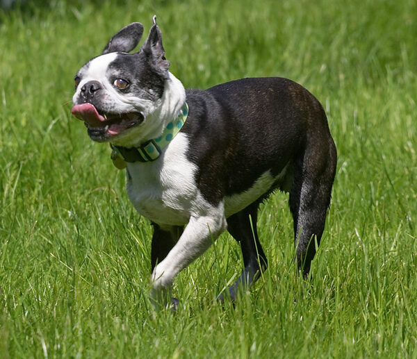 I'm on the hunt for that rubber bone