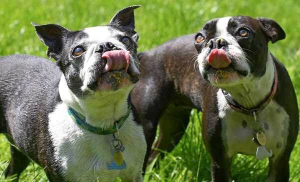 This is finger-lickin', we mean nose-lickin', good