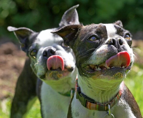 Whose tongue is the longest?