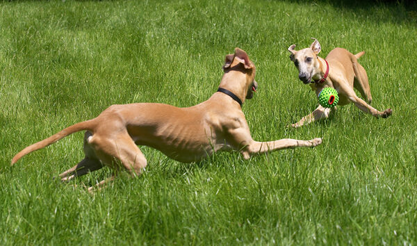 I'LL get the ball!