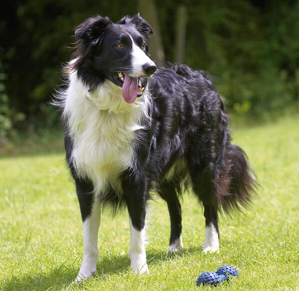 Looking for the ball