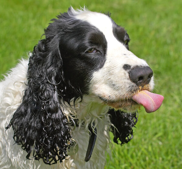 Is there some on the end of my tongue?