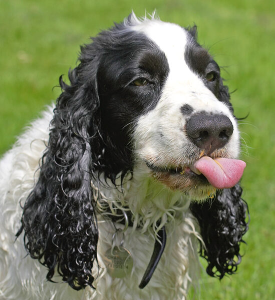 My tongue has never had so much exercise!