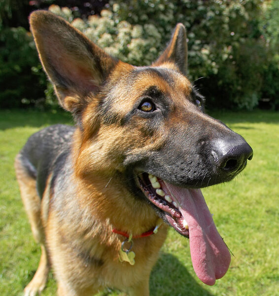Aren't I just the handsomest of dogs.........