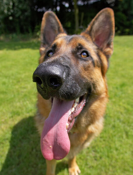 Boy, big nose, big tongue