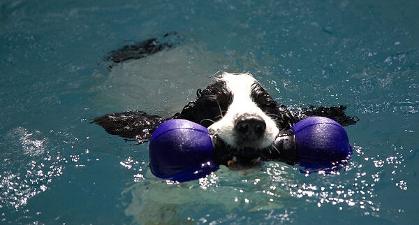 The original water babe