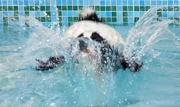 That wasn't a belly flop - honest!