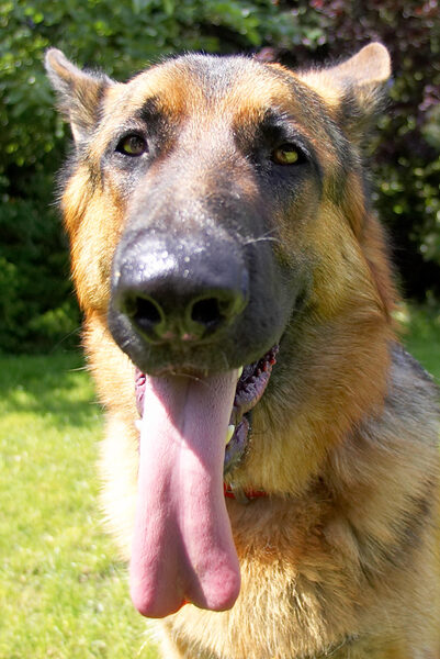 What's longer - my nose or my tongue?