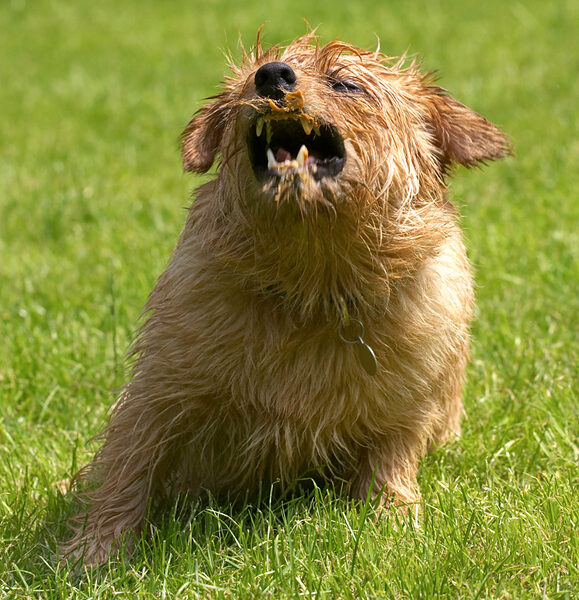 I know I look ferocious but I'm really a teddy bear