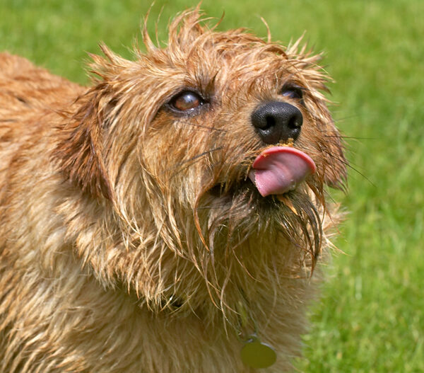 What a dainty tongue