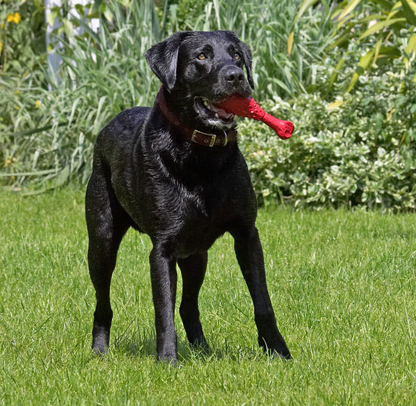 Is he going to throw that other ball?