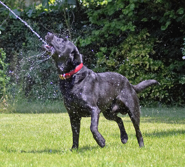 This beats lapping water out of a bowl!