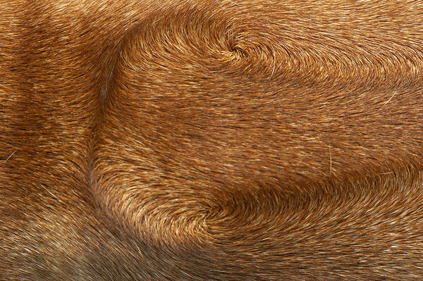 The defining characteristic of a Rhodesian Ridgeback........