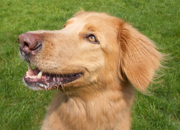 Now, THIS is a smile