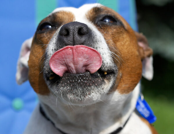 .........but it's just a tiny bit of peanut butter, honest