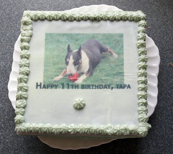 Happy 11th birthday, Tapa