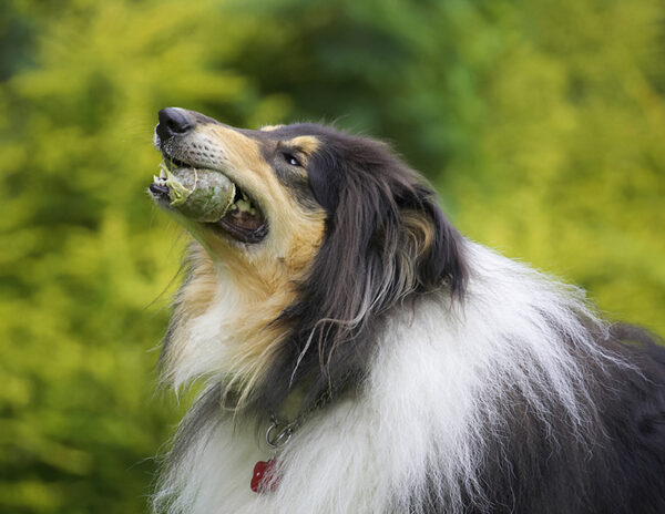 Time to give it a good chew