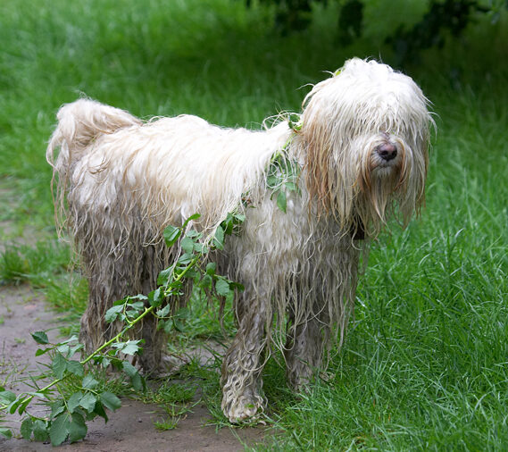 This is wot all the best dressed doggies are wearing