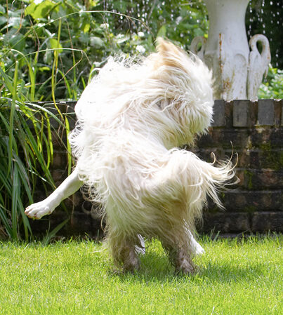 I've been furballed