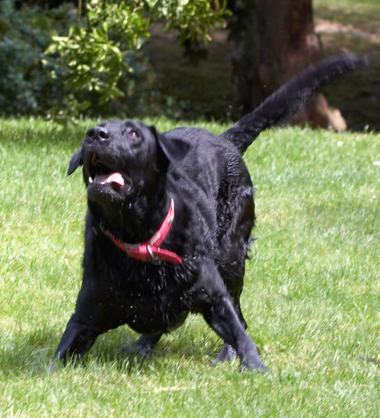 .............. a ball .............