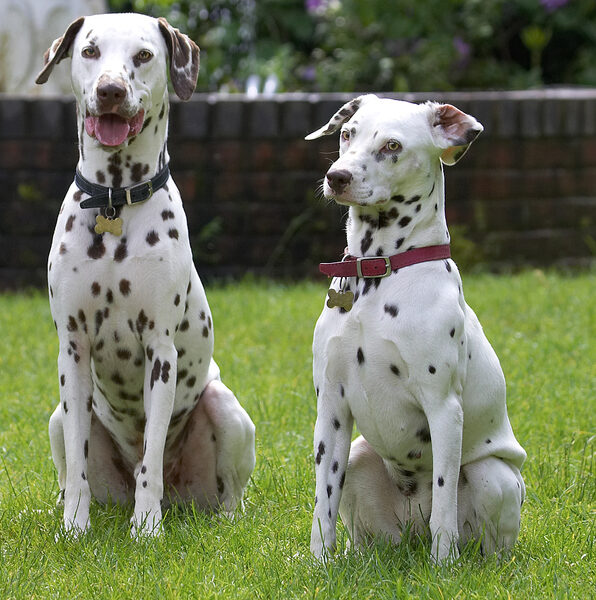What's Pongo smiling at?
