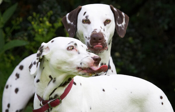 Oh, stop posing Pongo!