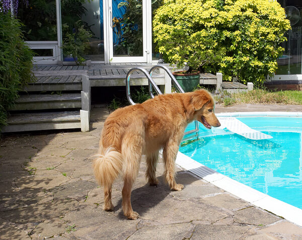Wow, that's a big watering hole