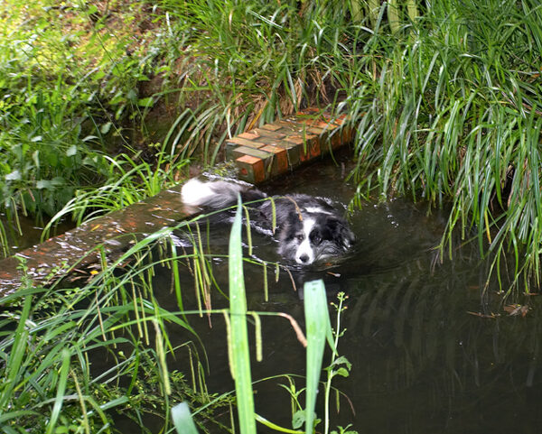 Well, I just thought I'd go for a dip