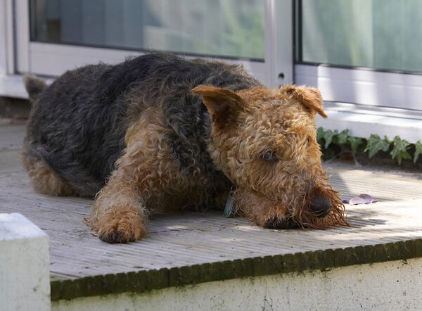 It's a dog's life