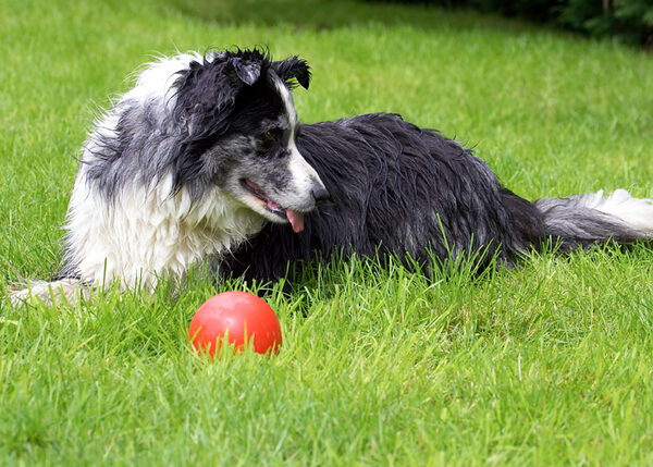 Nah, I'm not interested in the ball .........