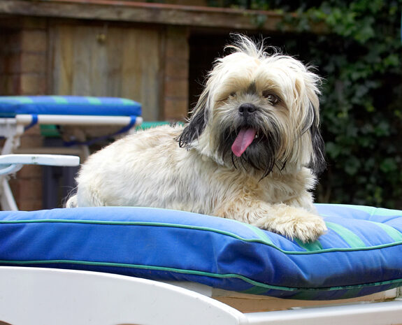 Ho hum it's a dog's life!