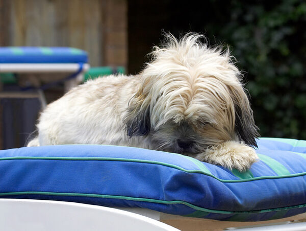 Time for a nap