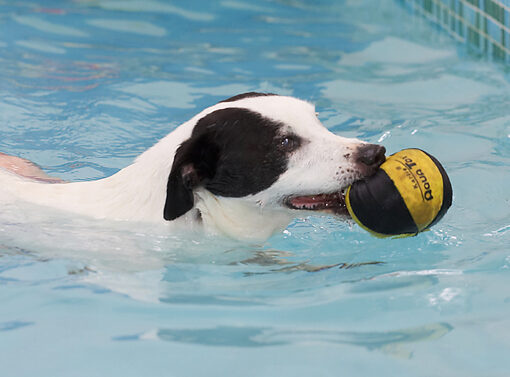 Dog photo