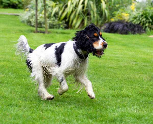 Running free