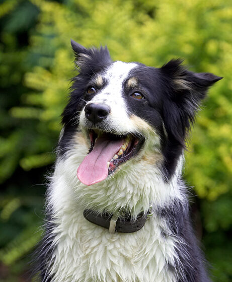 Dog photo