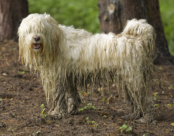 Whadday mean - scruffy?!