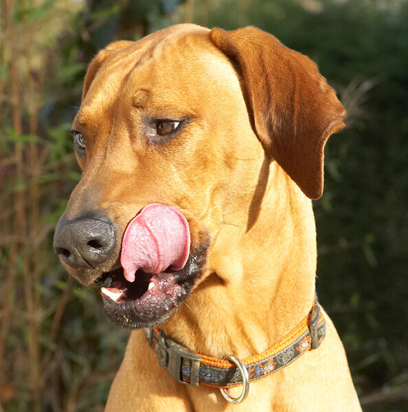 Kila working that tongue to get all the peanut butter