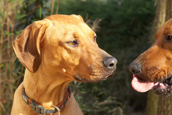 Kila waiting Simba enjoy his peanut butter