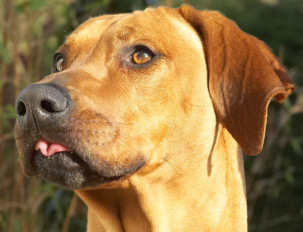 Kila retracting her tongue to see if there is any more peanut butter