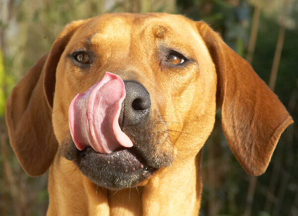 I knew I had this long tongue for a reason!