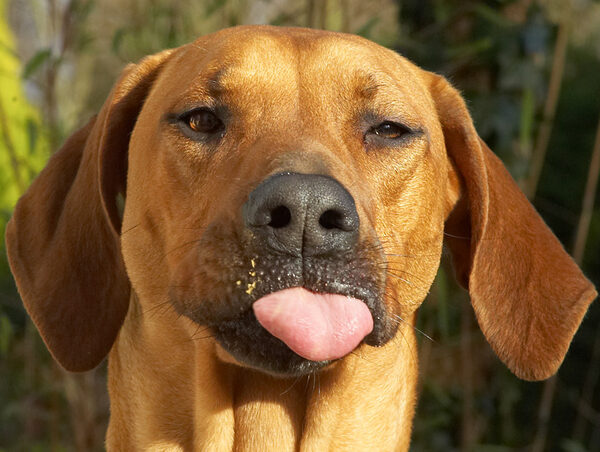 No, I'm not being rude; just enjoying my peanut butter