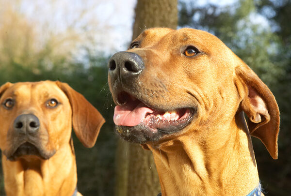 Kila and Simba waiting for their peanut butter