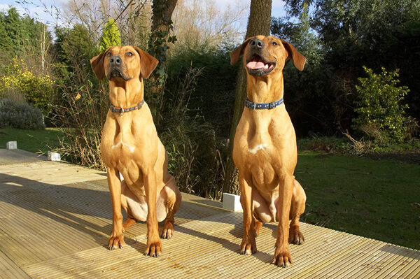 Kila & Simba