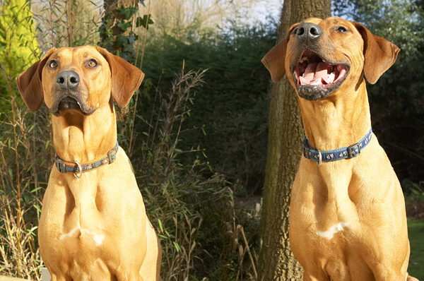 Kila waiting regally, Simba waiting with excitement