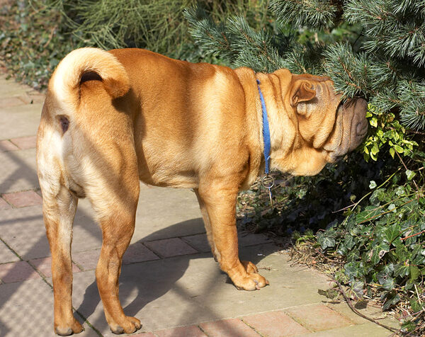 Cane sniffing the pine