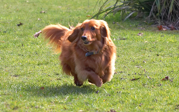 Molly Having A Run