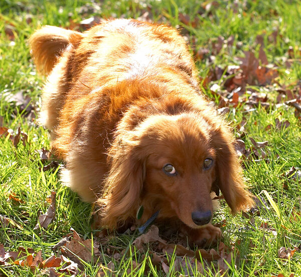 Molly in the Sunshine