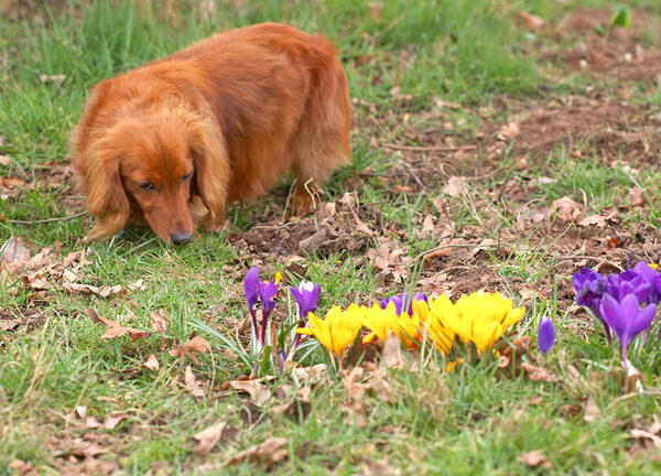 Molly and the Spring Flowers