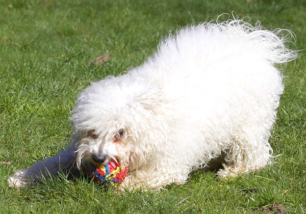 This is MY ball