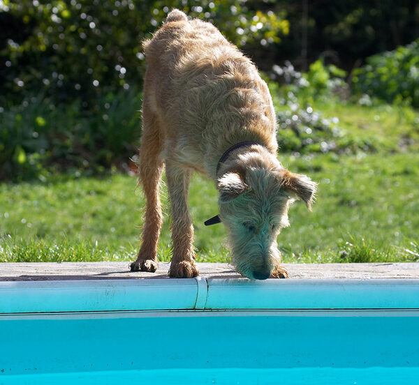 Boy, this is a big water bowl